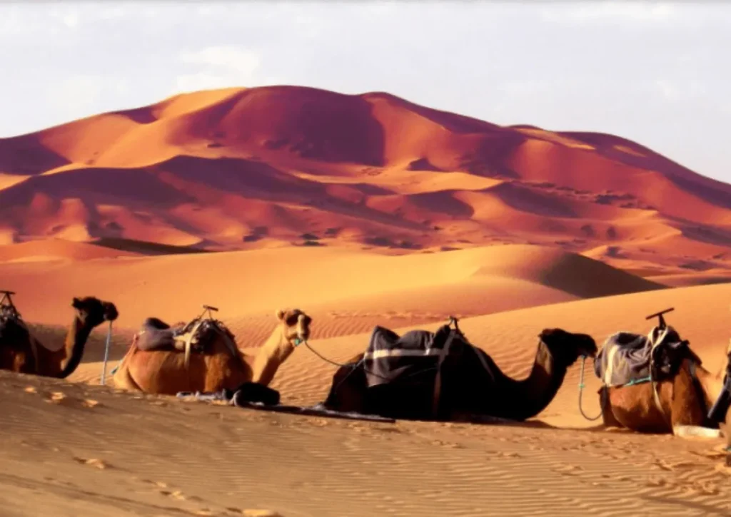 3 Day Tour Marrakech to Merzouga