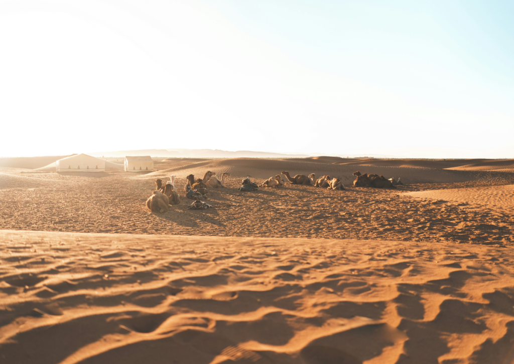 2 Days excursion to Zagora
